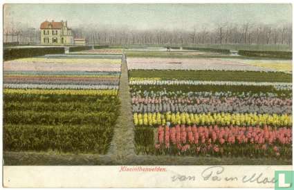 Hyacinthenvelden