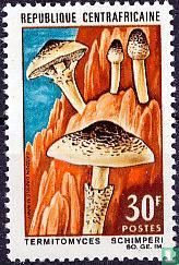 native mushrooms