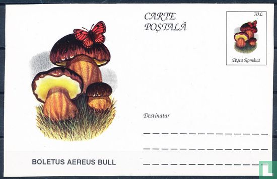 Carte postale de champignons