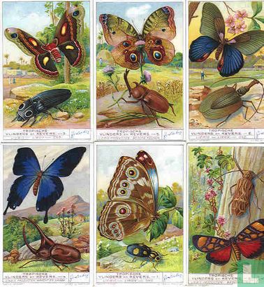 Papillons et scarabées des tropiques