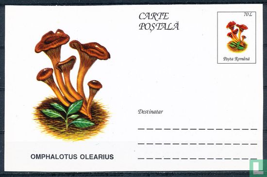 Briefkaart paddenstoelen  