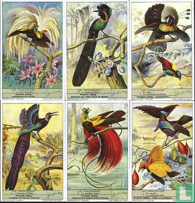 Les paradisiers