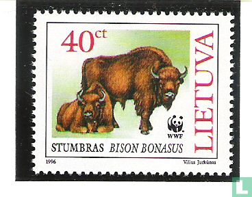 Wisent of Europese Bison