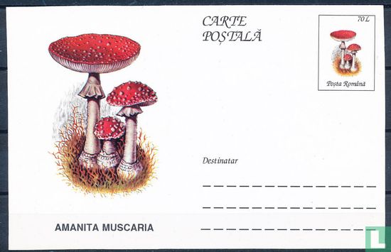 Postcard mushrooms