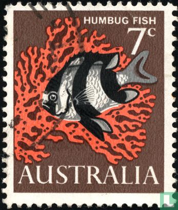 Humbug Fish