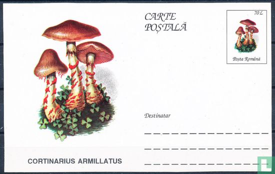Briefkaart paddenstoelen   