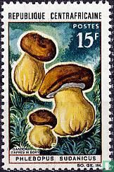 native mushrooms