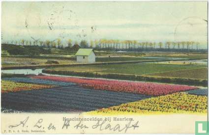 Hyacintenvelden bij Haarlem