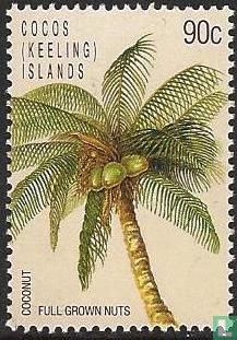 Coconut palm 