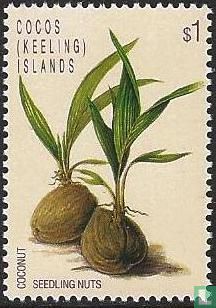 Coconut palm  