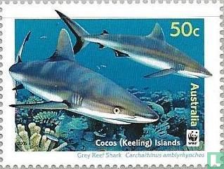 WWF - Requiem Sharks