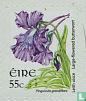 Blume