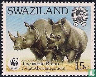 WWF - White Rhino