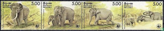 Eléphant Sri Lankais