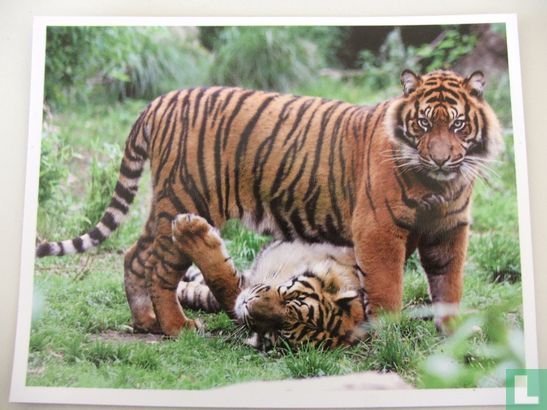 Sumatraanse tijgers (foto magneet)