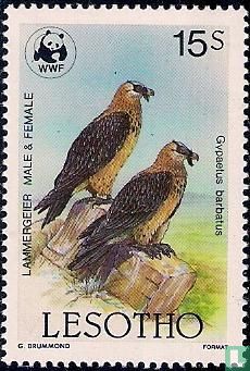 WWF-bearded vulture or Vulture beard