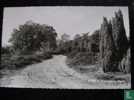 Jeneverbessen bossen