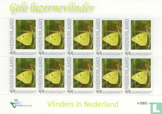 Butterflies in the Netherlands - Yellow Lucerne Butterfly - Image 1