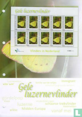 Butterflies in the Netherlands - Yellow Lucerne Butterfly - Image 2