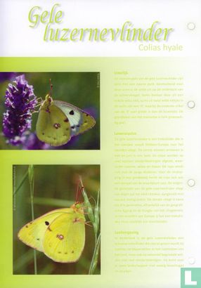 Butterflies in the Netherlands - Yellow Lucerne Butterfly - Image 3