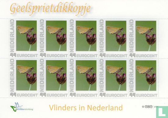 Butterflies in the Netherlands - Geelsprietdikkopje - Image 1