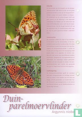 Butterflies in the Netherlands - Dune pearl moth - Image 3