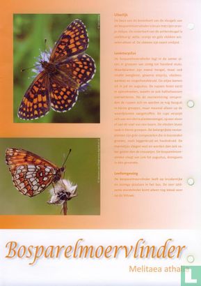 Butterflies in the Netherlands - Forest fritillary - Image 3