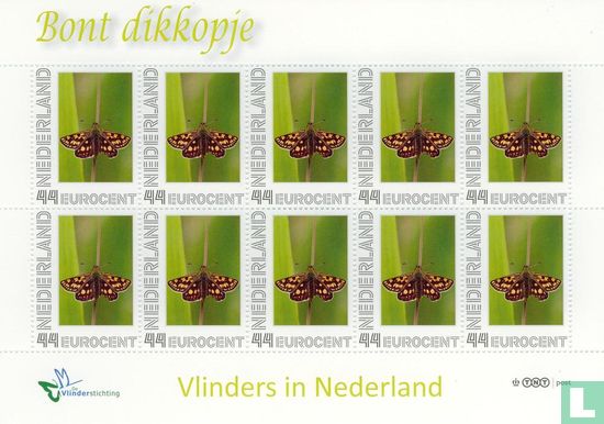 Butterflies in the Netherlands - Furry dikkopje - Image 1