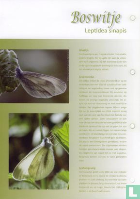 Butterflies in the Netherlands - Boswitje - Image 3