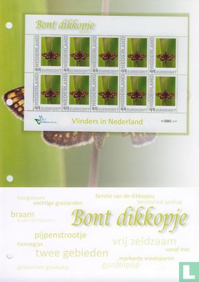 Butterflies in the Netherlands - Furry dikkopje - Image 2