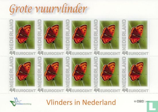 Butterflies in the Netherlands - Large Fire Butterfly - Image 1