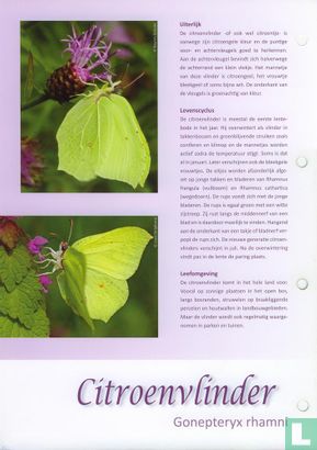 Butterflies in the Netherlands - Lemon Butterfly - Image 3