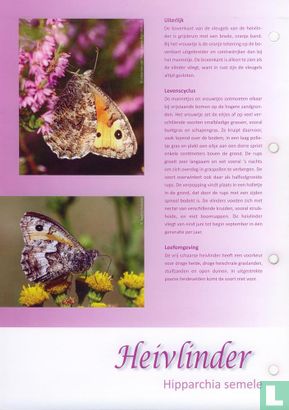 Butterflies in the Netherlands - Heidevlinder - Image 3