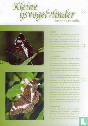Butterflies in the Netherlands - Little Kingfisher Butterfly - Image 3