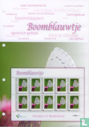 Butterflies in the Netherlands - Boomblauwtje - Image 2