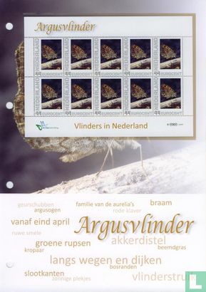 Butterflies in the Netherlands - Argus Butterfly - Image 2
