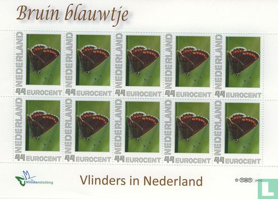 Butterflies in the Netherlands - Brown blue - Image 1