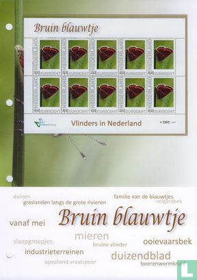 Butterflies in the Netherlands - Brown blue - Image 2