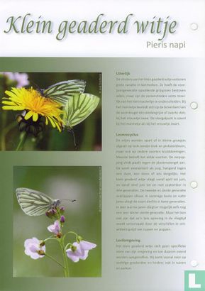 Butterflies in the Netherlands - Small veined White - Image 3