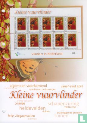 Butterflies in the Netherlands - Little Fire Butterfly - Image 2
