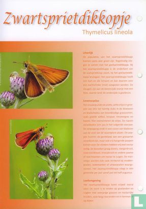 Butterflies in the Netherlands - Zwartspritkopje - Image 3