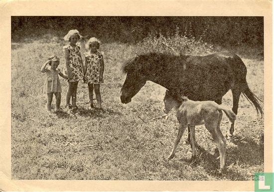 Een ponny op Soestdijk geboren