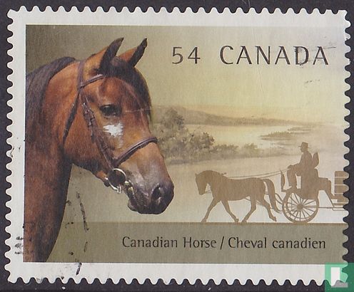 Canadian horse