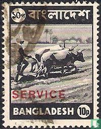 Oxen hitch plowing