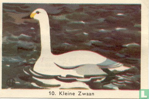 Kleine Zwaan - Image 1
