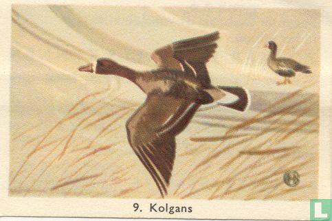Kolgans - Image 1