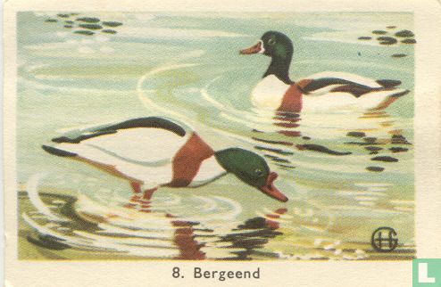 Bergeend - Image 1