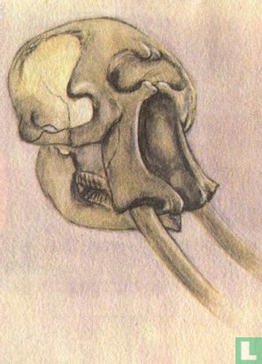 De schedel van een olifant - Afbeelding 1