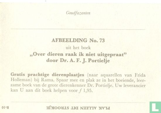 Goudfazanten - Image 2
