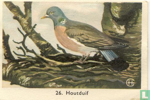 Houtduif - Image 1